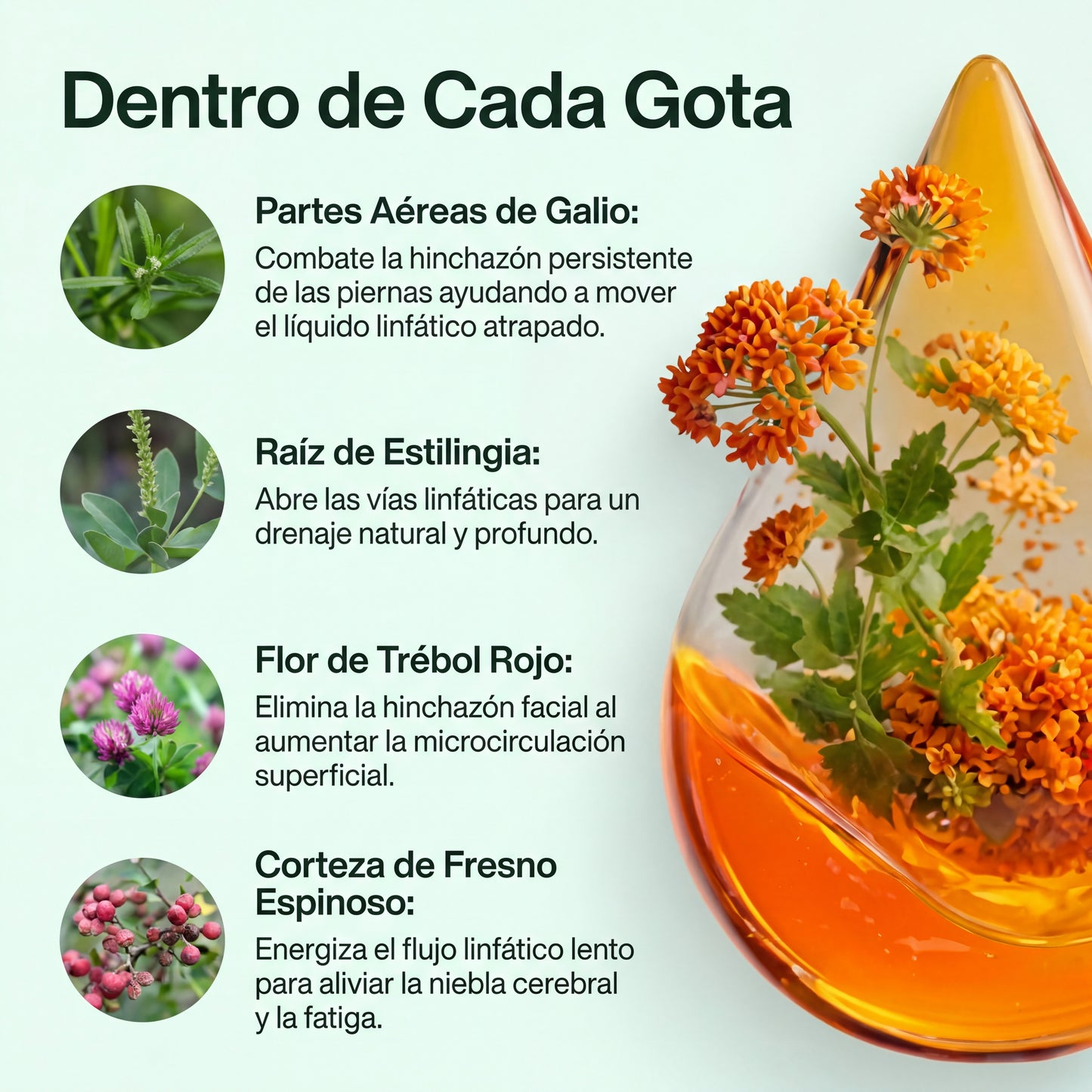 Drena+ Linfático Líquido